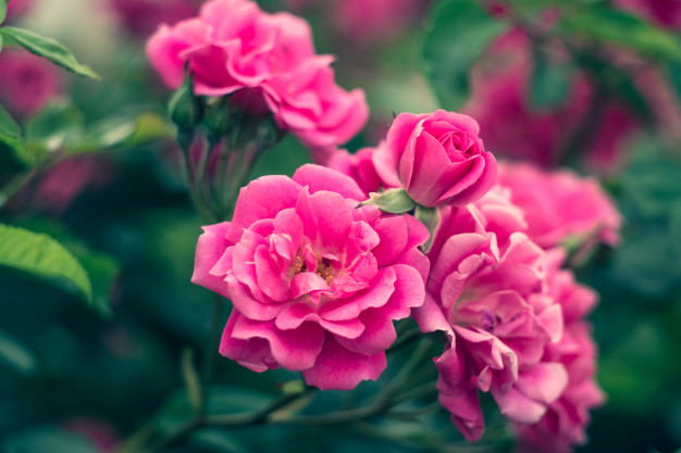 Tips voor het onderhouden van rozenstruiken